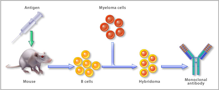 Antibody Development Services