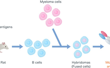 Antibody Therapeutics