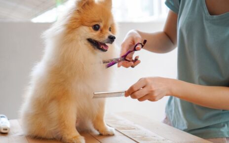 Pet Grooming