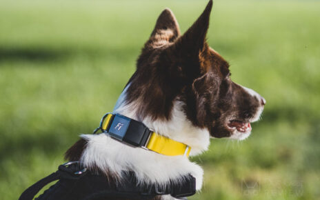 Smart Pet Collar Market